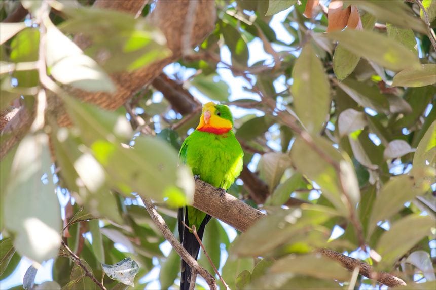 X-T100で撮影したミカヅキインコ