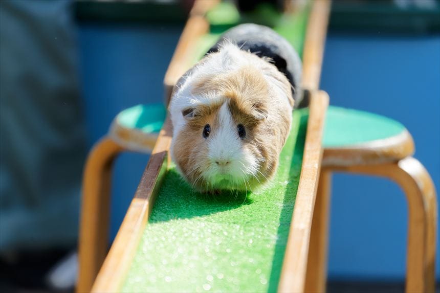 モルモットウォークの様子