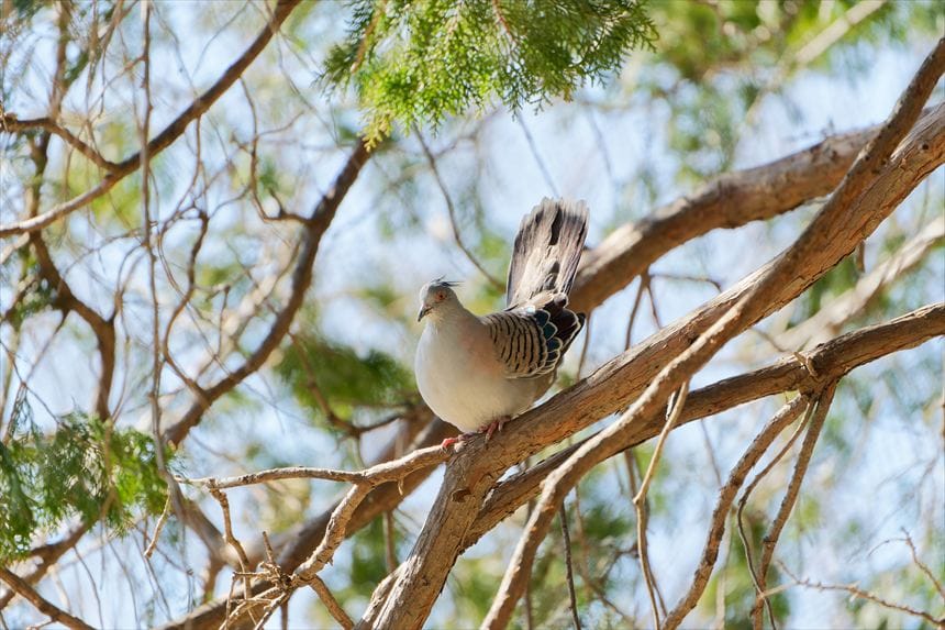 レンジャクバト
