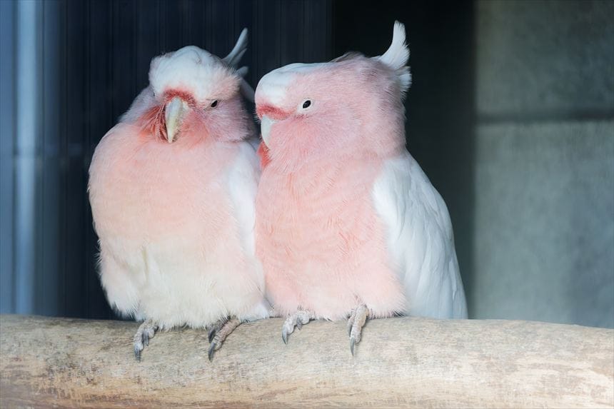 ピンクが美しいクルマサカオウム