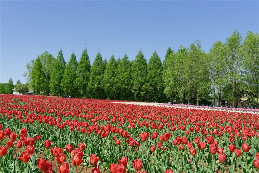 チューリップ畑 世羅高原農場