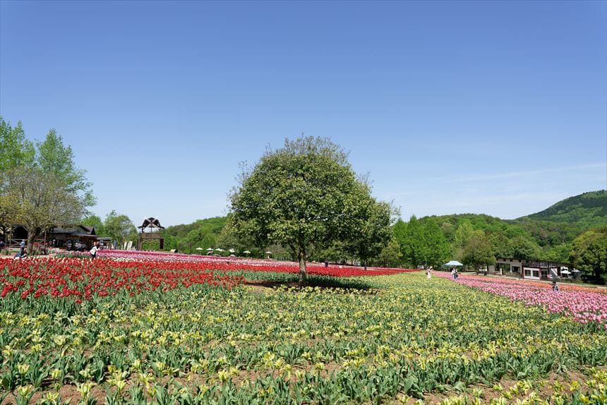 アップで撮影した萎れ気味のチューリップ
チューリップ畑 世羅高原農場