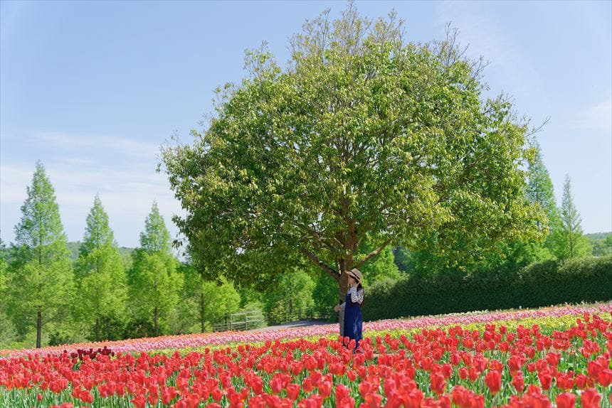 チューリップ畑 世羅高原農場