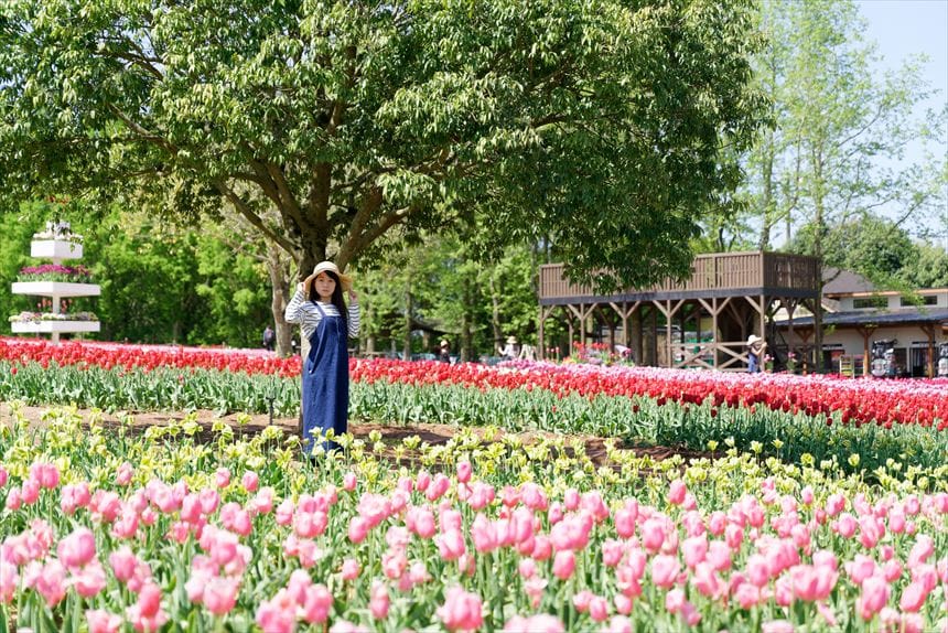 チューリップ畑 世羅高原農場
ライン状に植えられたチューリップ