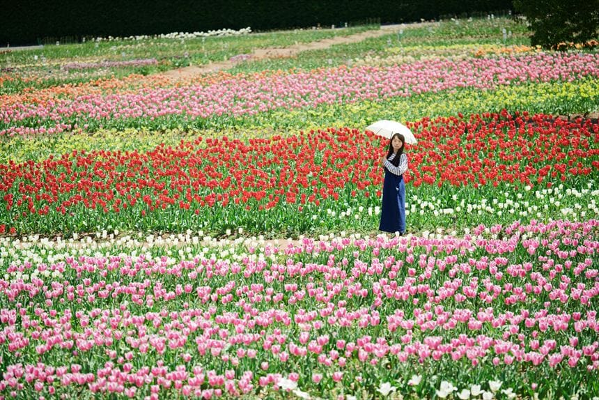 引きで撮影するとGWでも美しい
チューリップ畑 世羅高原農場