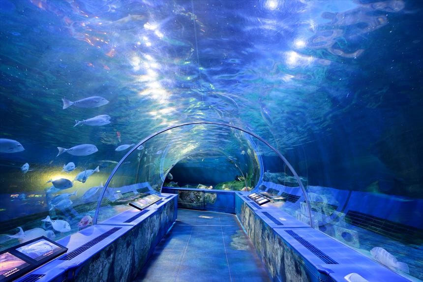 しながわ水族館　トンネル水槽