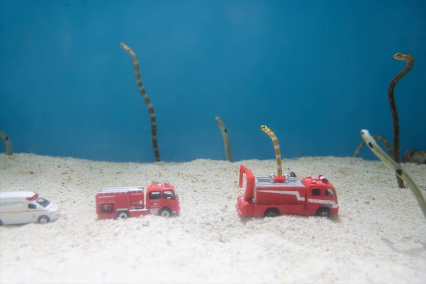 しながわ水族館　チンアナゴ　ニシキアナゴ