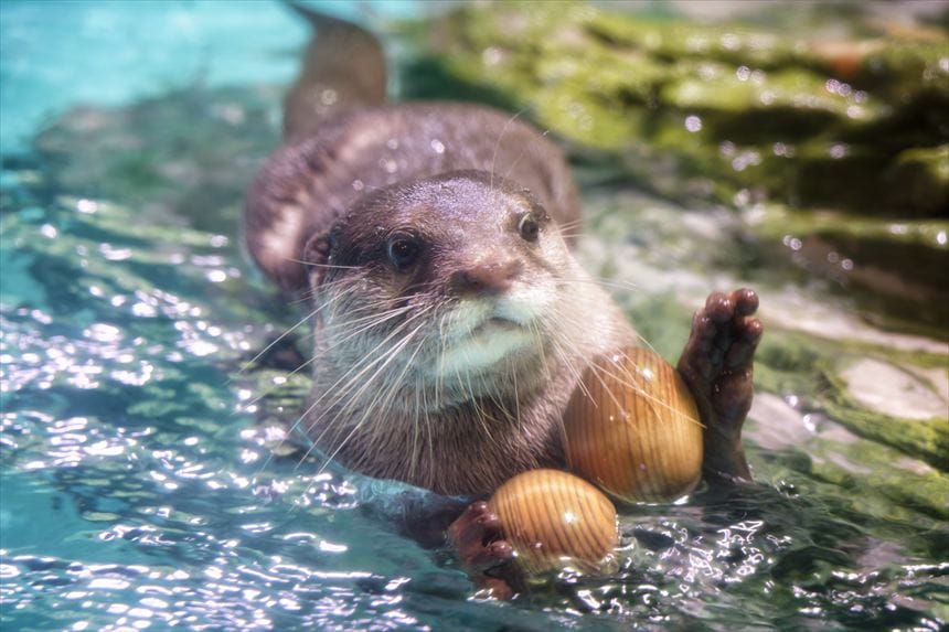 しながわ水族館　コツメカワウソ