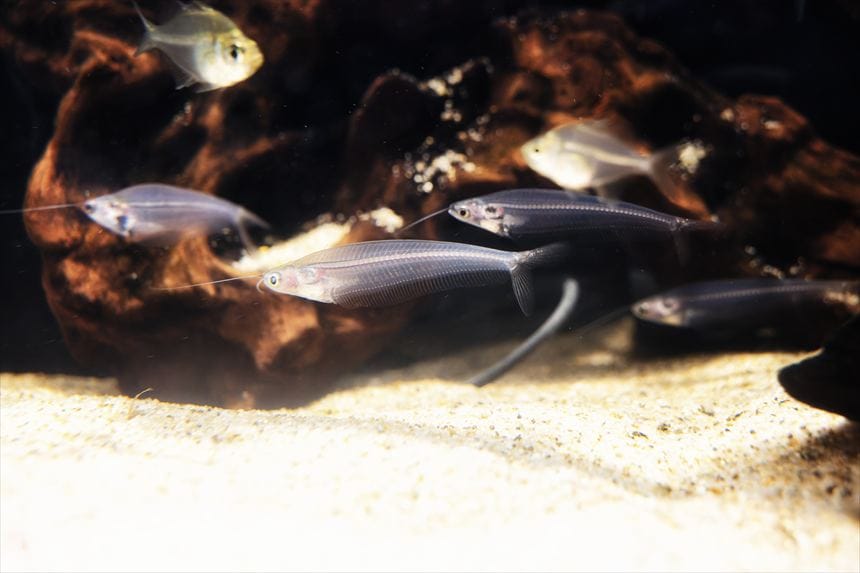 しながわ水族館　グラスキャット