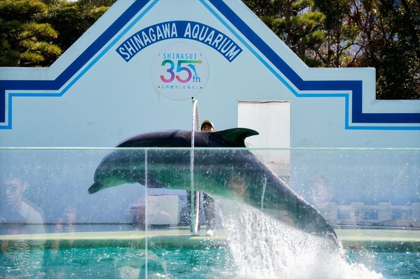 しながわ水族館　イルカショー　ジャンプ