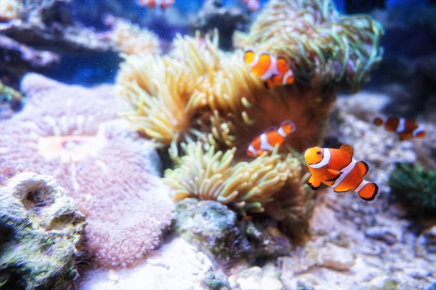 しながわ水族館　クマノミ