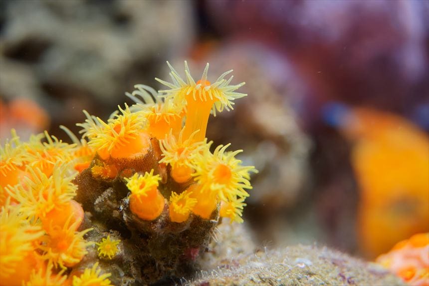 しながわ水族館　イソギンチャク