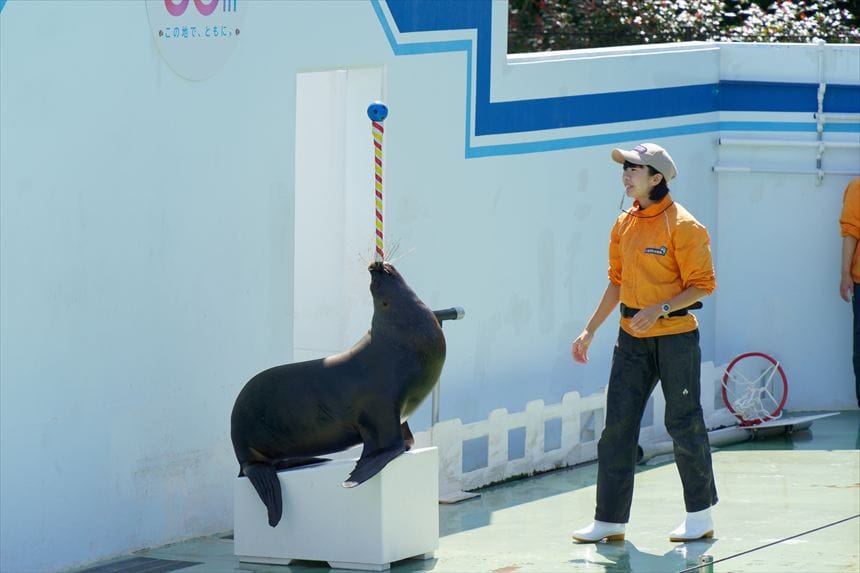 しながわ水族館　アシカショー　ボール