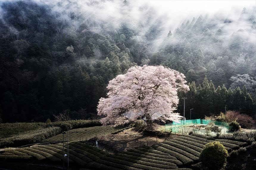 朝霧と光芒が出た牛代の水目桜