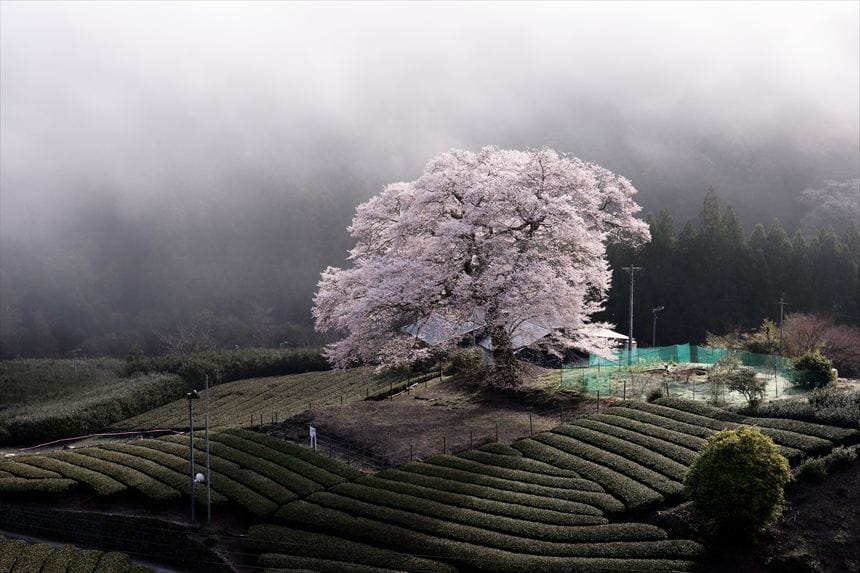 日の出後、朝霧に包まれた牛代の水目桜
