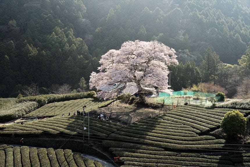 朝の光を浴びた牛代の水目桜