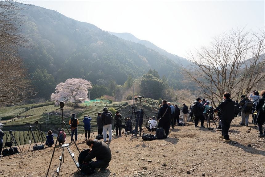 牛代の水目桜の俯瞰撮影場所の様子