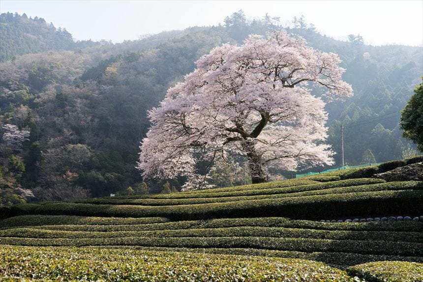 茶畑から見る牛代の水目桜