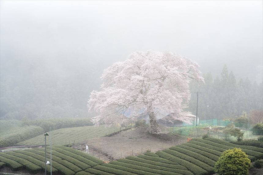 日の出前、朝霧に包まれた牛代の水目桜