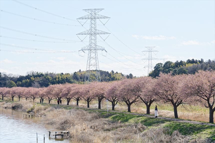 千葉県八千代市の新川千本桜の河津桜並木道