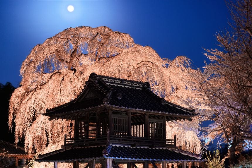 満月の下、阿弥陀寺の鐘楼とライトアップされたしだれ桜