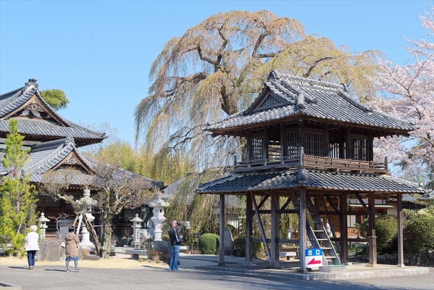 阿弥陀寺の鐘楼と花が散ったしだれ桜