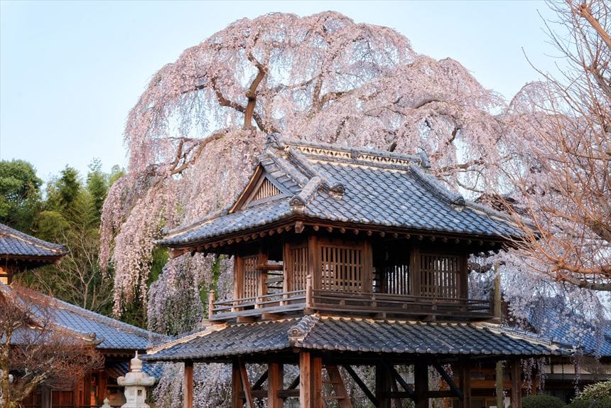 阿弥陀寺の鐘楼としだれ桜