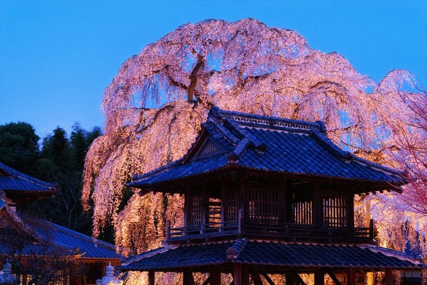 阿弥陀寺の鐘楼とライトアップされたしだれ桜