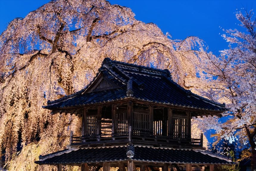 阿弥陀寺の鐘楼とライトアップされたしだれ桜