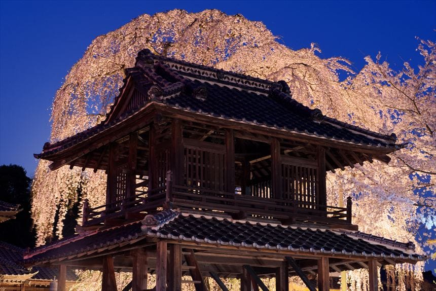 阿弥陀寺の鐘楼とライトアップされたしだれ桜