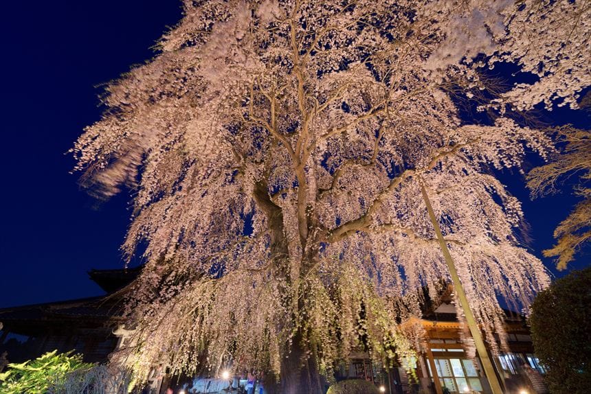 阿弥陀寺のライトアップされたしだれ桜