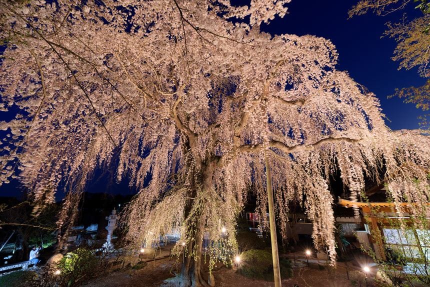 阿弥陀寺のライトアップされたしだれ桜