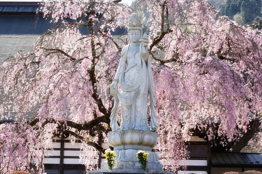 花の寺 宝積寺 菊女観音としだれ桜
4月3日9:26(91mm f8)
SONY α7CⅡ+TAMRON 70-180mmF2.8