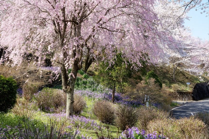花の寺 宝積寺 斜面を彩る花たち