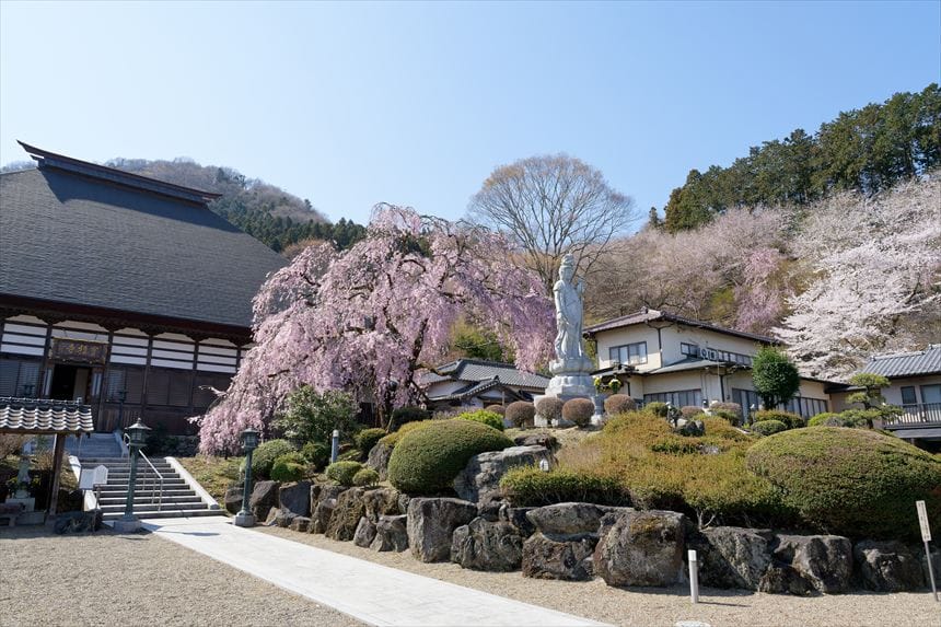 花の寺 宝積寺 菊女観音としだれ桜と本堂