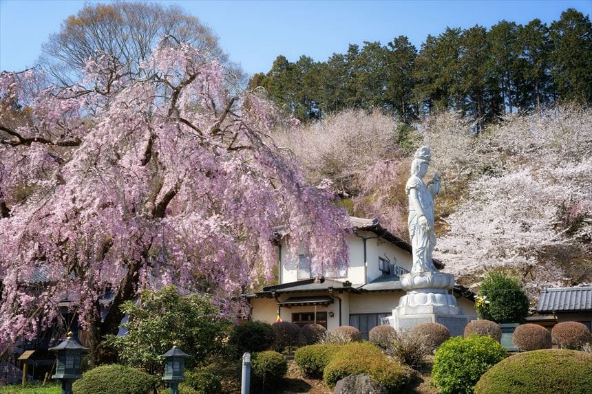 花の寺 宝積寺 菊女観音としだれ桜 横から
