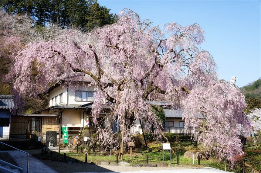花の寺 宝積寺のしだれ桜 アングル2