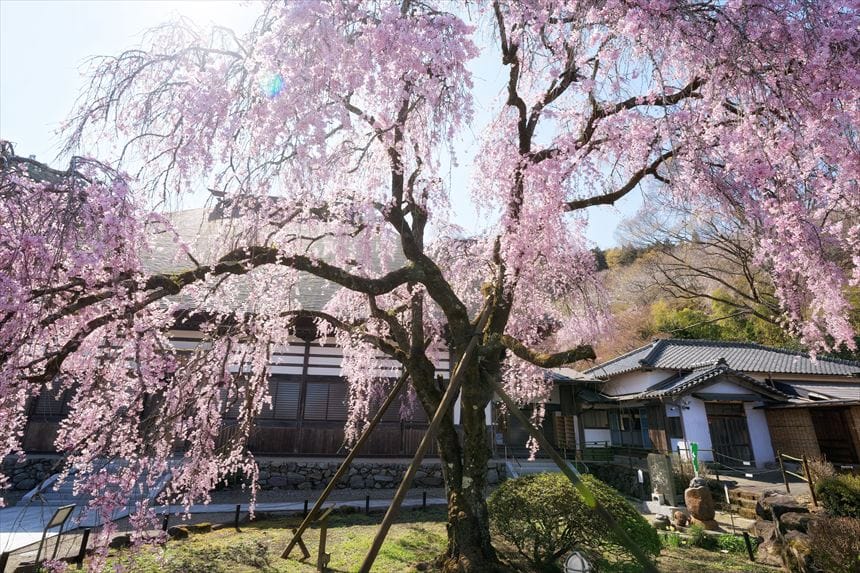 花の寺 宝積寺のしだれ桜 アングル1