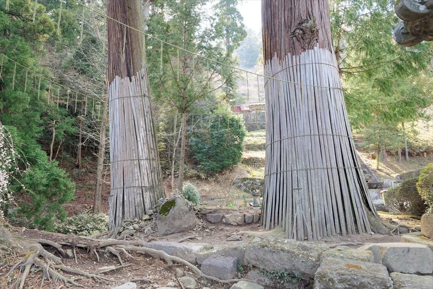 妙義神社　三本杉