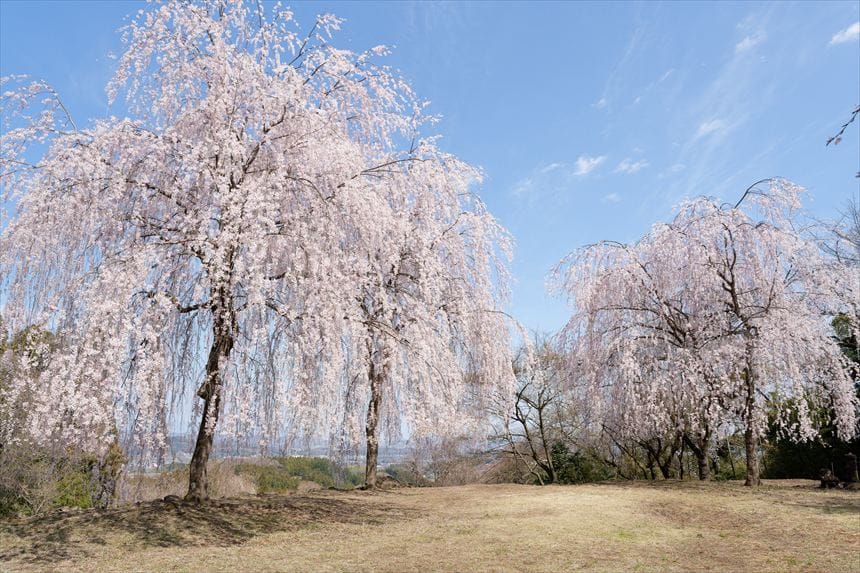 妙義神社　しだれ桜の広場
