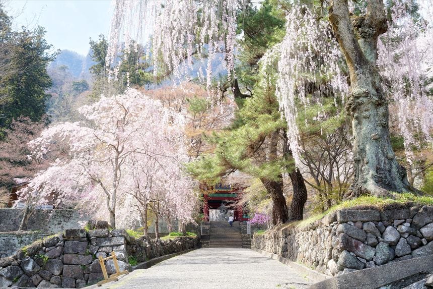 妙義神社　総門としだれ桜