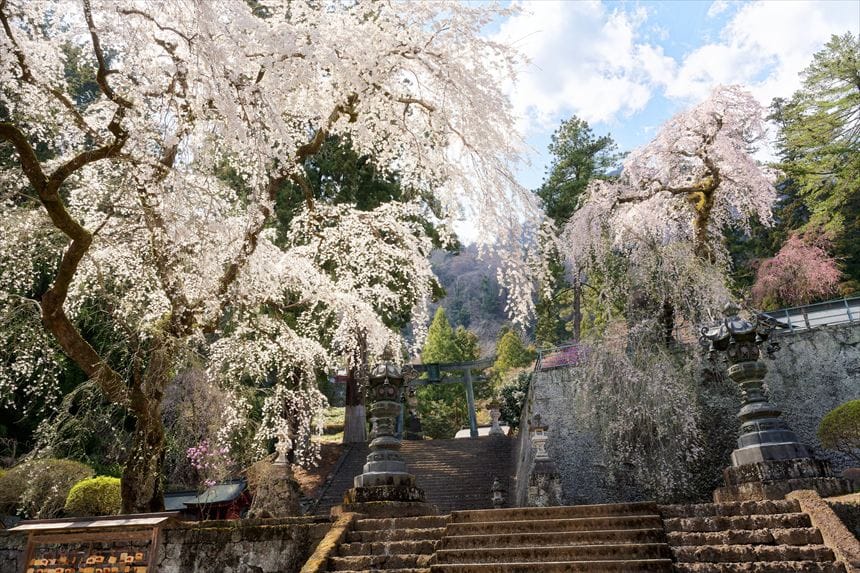 妙義神社　総門奥のしだれ桜