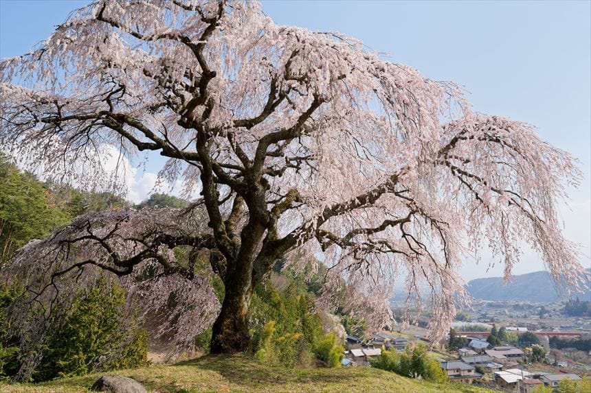 乙ヶ妻のシダレザクラ 乙ヶ妻のシダレザクラと甲府盆地