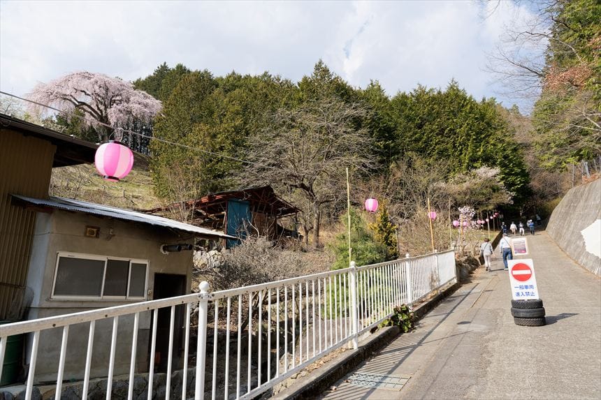 乙ヶ妻のシダレザクラまでの急斜面