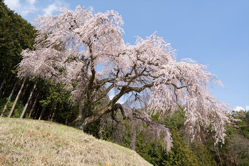 乙ヶ妻のシダレザクラと青空
