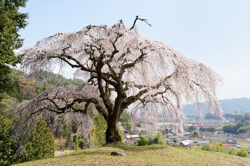 乙ヶ妻のシダレザクラ 上段から撮影