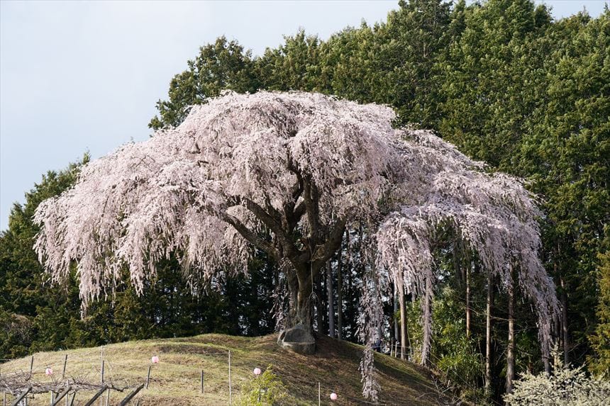 乙ヶ妻のシダレザクラ 望遠で撮影