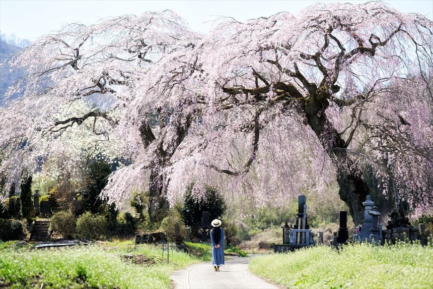 菅原のしだれ桜とハチ