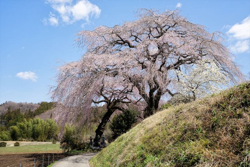 菅原のしだれ桜