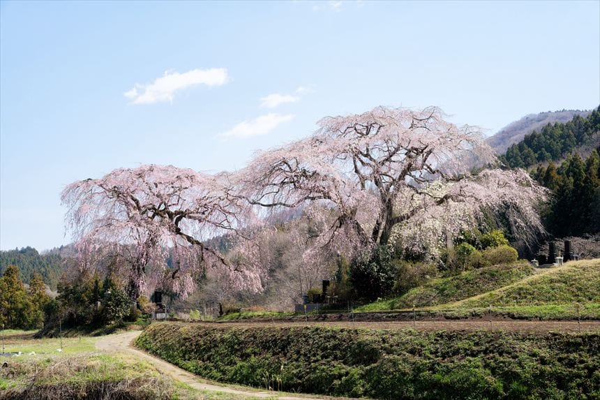 菅原のしだれ桜